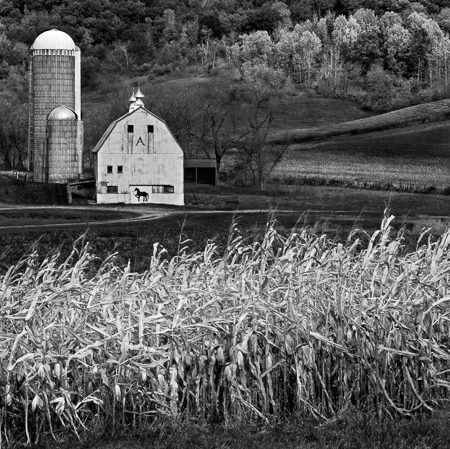 Barn and Painted Horse 2003