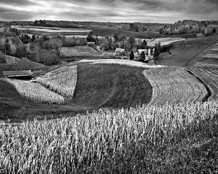 Minnesota Corn Field Four 2003