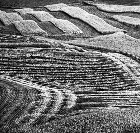 Minnesota Corn Field One 2003