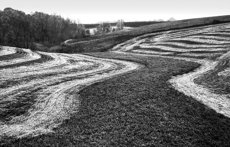 Minnesota Corn Field Three 2003