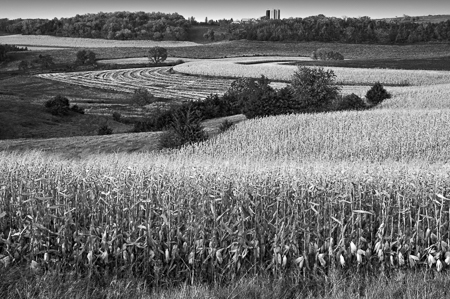 Minnesota Corn Field Two 2003