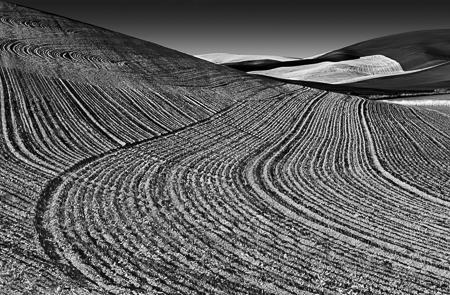 Palouse Field Grooves 2003