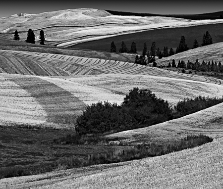 Palouse Four 2003