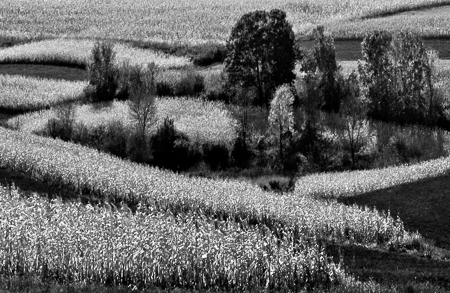 Corn and Trees 2003