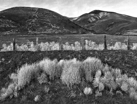 Tumble Weeds California 2016