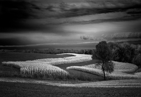 Wisconsin Corn Field Five 2003