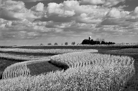 Wisconsin Corn Field Four 2003