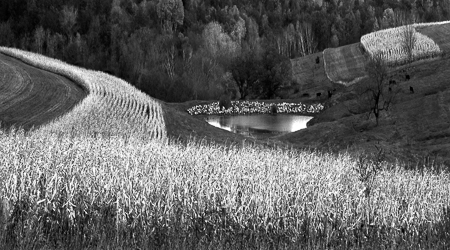 Wisconsin Corn Field Two and Lake 1990