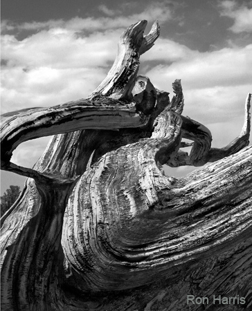 ATBryceBristlecone