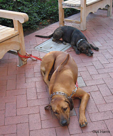 am-Resting Dogs_4383