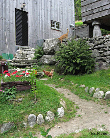 blChickenCatPathBarns_0899