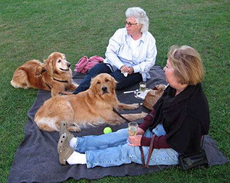 bmGoldenRetrieversLadies_0636