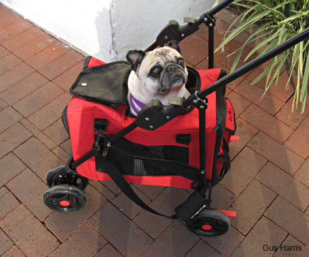 bv-Pug In Stroller_4371