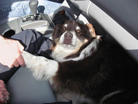 cg-BorderCollie_8450