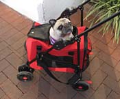 bv-Pug In Stroller_4371